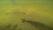 Fish Under the Dock in the Anclote River- Tarpon Springs, Florida - GoPro Underwater Footage!
