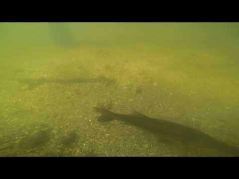 Fish Under the Dock in the Anclote River- Tarpon Springs, Florida - GoPro Underwater Footage!