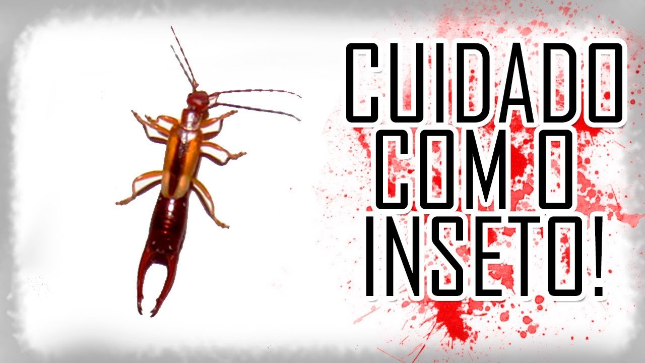 Cuidado com esse INSETO!