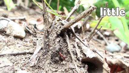 Big, Big, Big _ Adjectives Song for Kids-3JZi2oDvPs4