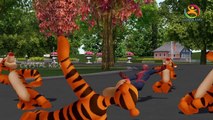 Ringa ringa Roses Nursery 3d Rhyme | Spider Man Dancing with Tigers | kids song