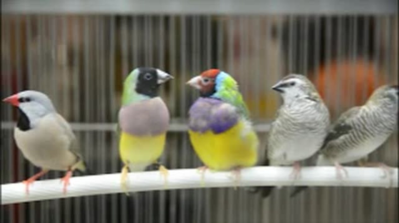 paquetanimalerie_300.flv