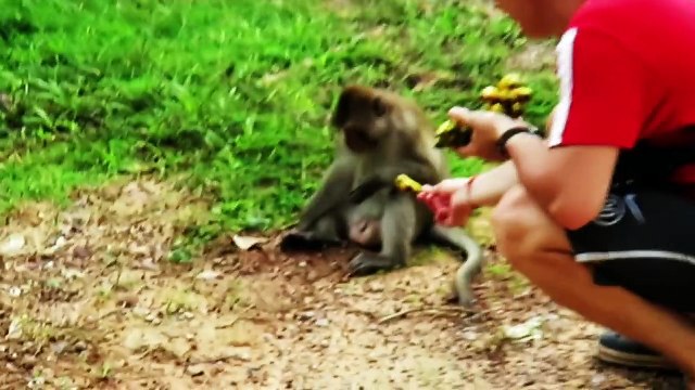 Monkey Meeting And Mating _ Monkey meeting Tourists At Angkor Wat part # 10