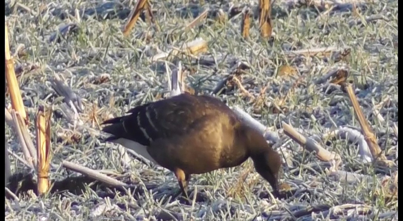 Sortie 29 décembre Baie Saint Brieuc