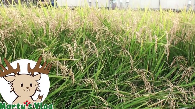 Harvesting Rice _ Marty's Vlog-P3srgBcjnkM