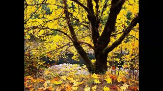 Autumn_Fall Video for Kids & Toddlers_ Reading