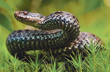 Королевы Гадюк