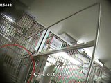 Une caméra cachée choc révèle les expériences menées sur des singes dans un laboratoire parisien