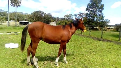Un cheval joue avec un poulet en plastique !