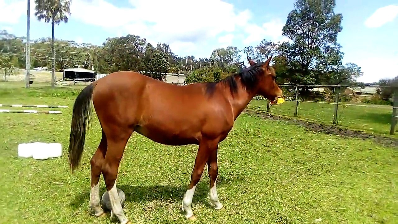 Un cheval joue avec un poulet en plastique !