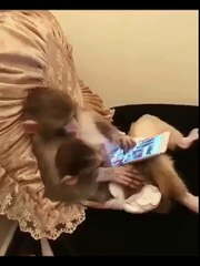 Deux singes consultent un iPad