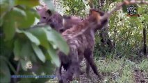 Most Amazing Wild Animal Attacks - Prey Animals vs Predator Fight Back   Lion vs bear Crocodile