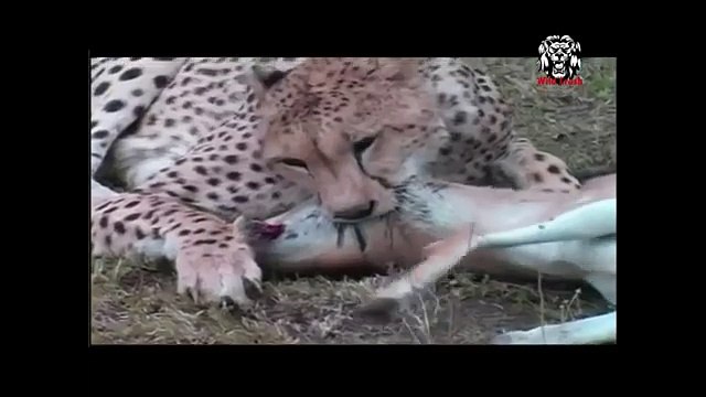 Most Amazing Wild Animal Attacks - Prey Animals vs Predator Fight Back Top 10 Craziest Animal