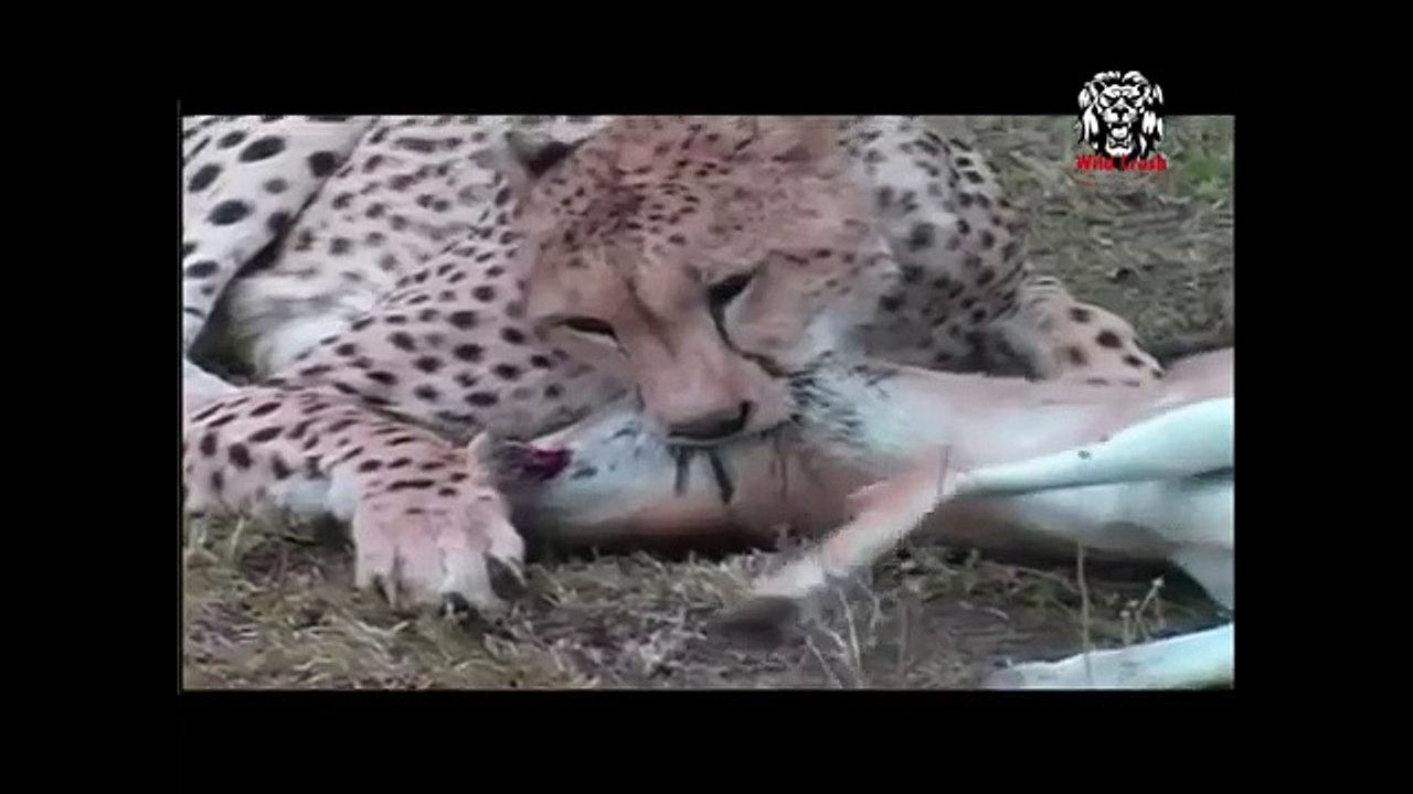 Most Amazing Wild Animal Attacks - Prey Animals vs Predator Fight Back   Top 10 Craziest Animal