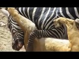 Most Amazing Wild Animal Attacks - Prey Animals vs Predator Fight Back   Zebra attack and kill lion