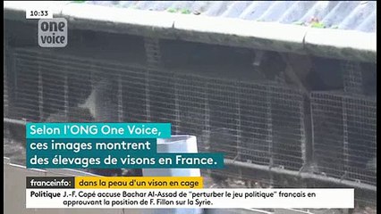 Download Video: Une ONG dévoile des images chocs de l'élevage de visons en France destiné à la fourrure