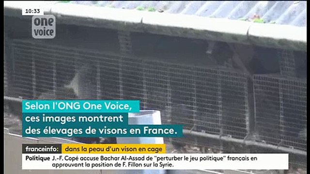 Une ONG dévoile des images chocs de l'élevage de visons en France destiné à la fourrure