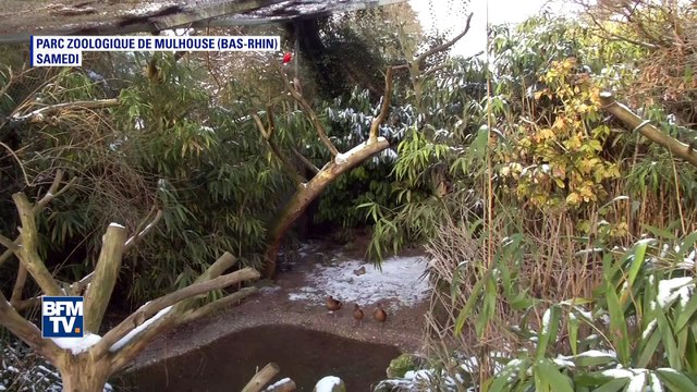 Ibis, tortues, tigres: ces animaux du zoo qui luttent contre le froid