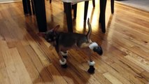 La réaction de ce chihuahua avec ses boots de neige est hilarante !