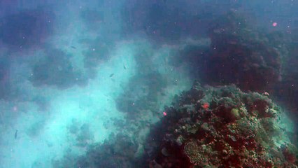 Un plongeur se défend contre une attaque de requin !