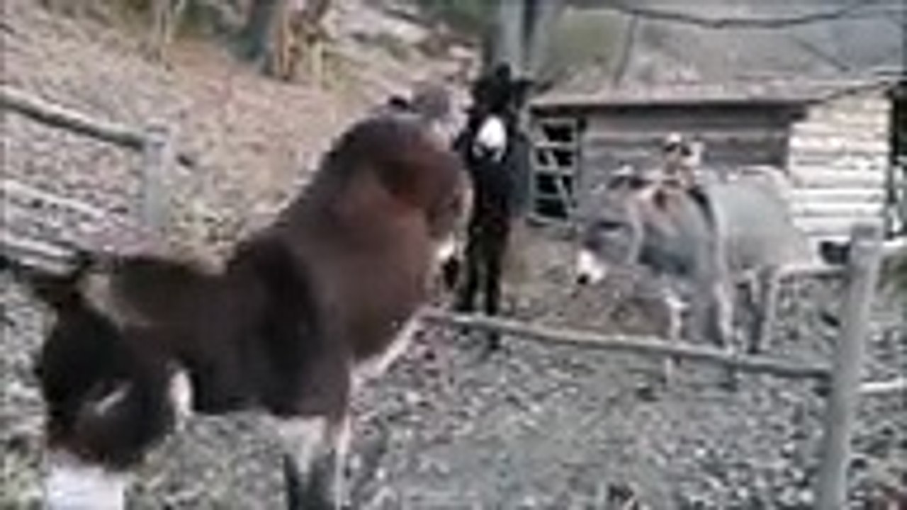 Donkey uses his TEETH to remove a fence getting in his way
