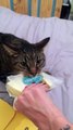 Le chat Baxter qui ne veut pas laisser son morceau de fromage