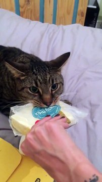 Le chat Baxter qui ne veut pas laisser son morceau de fromage