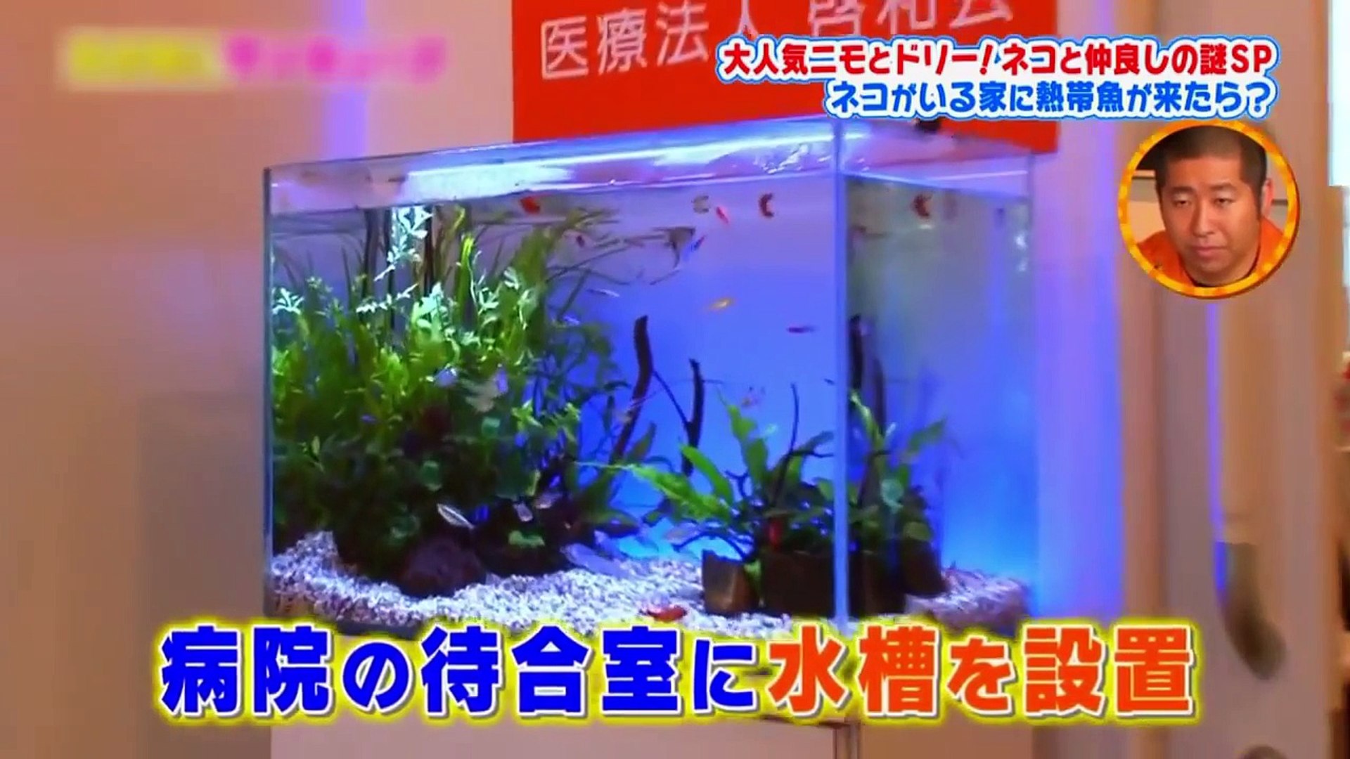 ネコがいる家に熱帯魚がきたら 熱帯魚のプロがネコを飼い始めた理由とは 動画 Dailymotion