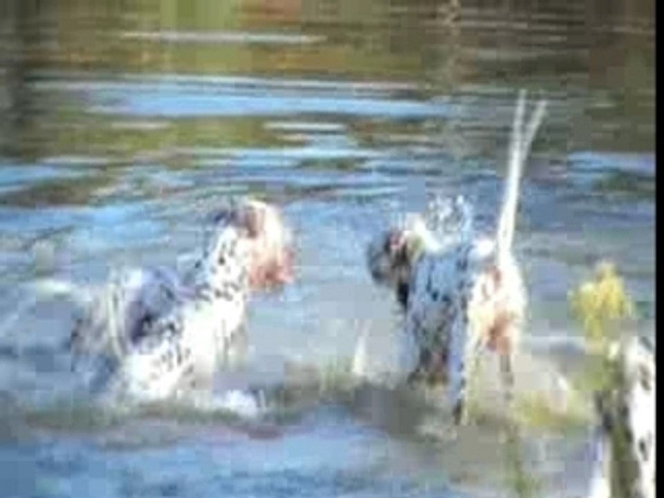 Nos dalmatiens et l'eau