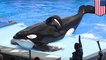 Seaworld killer whale dies: Tilikum the Blackfish orca who killed trainer has died - TomoNews