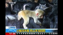 Abandoned baby monkey is adopted by herd of goats and picks one to be his new mum