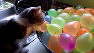 Funny Cats Compilation Funny Animal Compilation  2017