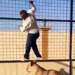 Lion Eats Man live wild animal