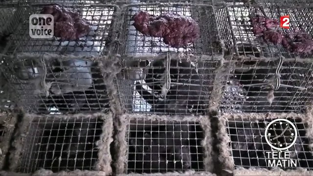 Fourrure : des élevages de visons fait scandale