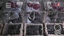 Fourrure : des élevages de visons fait scandale
