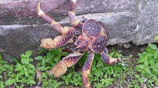 Giant Coconut Crab : The Largest Land Crab In The World
