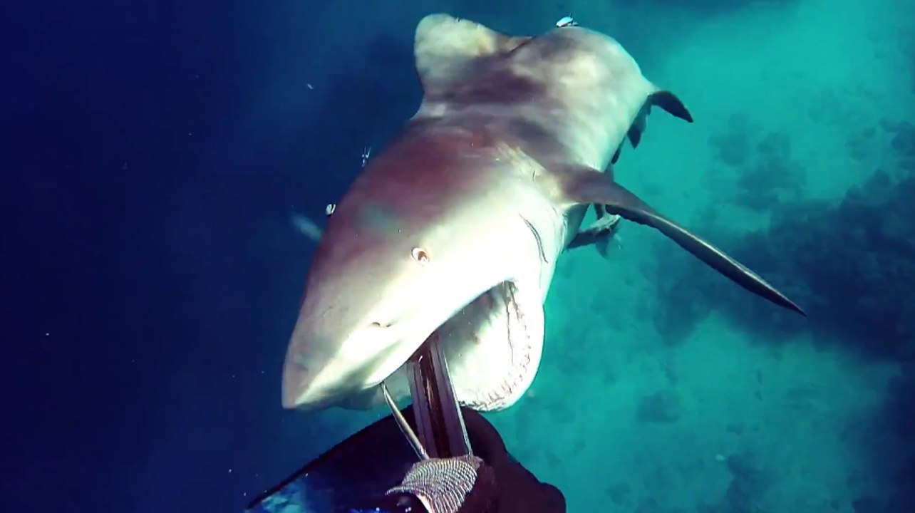 Un chasseur sous-marin ce fait attaquer par un requin-bouledogue.