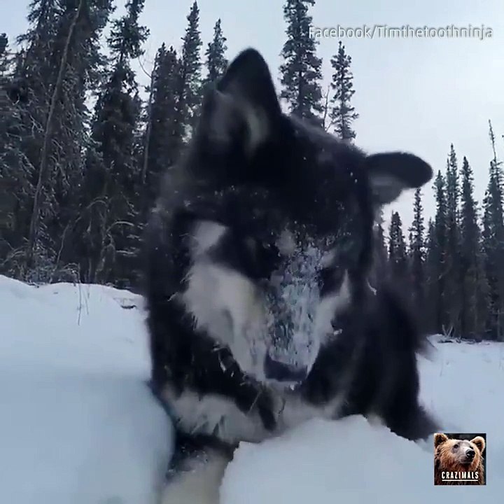 Dog Plays in the Snow