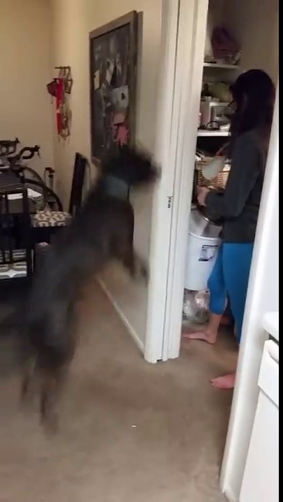 Yemek öncesi aşırı heyecanlı köpek