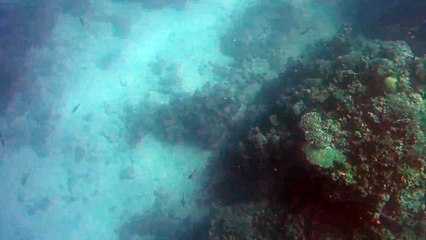 Un requin attaque un chasseur sous-marin