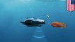 Underwater drone allows you to see what’s going on below the surface, making fishing a breeze