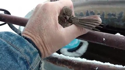 Un oiseau collé sur une barrière par le froid !