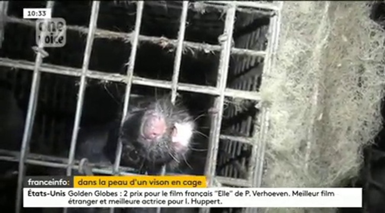 Une ONG dévoile des images chocs de l'élevage de visons en France destiné à la fourrure