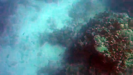 Un requin attaque un chasseur sous-marin