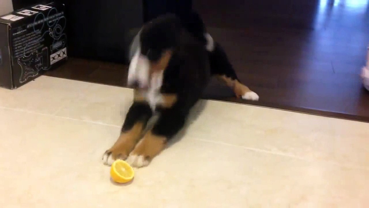 Un chien se fait attaquer par un citron