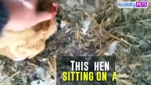 Il entend un drôle de bruit sous la poule. Quand il la soulève, c’est la surprise !