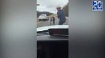 Il attrape une vache au lasso sur l'autoroute ! - Le rewind du lundi 09 janvier 2017