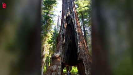 Califonie: un célèbre séquoia géant terrassé par une tempête