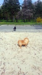 Incredible instant friendship between wild crow and dog