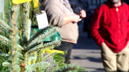 Le ZAP - La collecte des sapins dans l'agglomération grenobloise